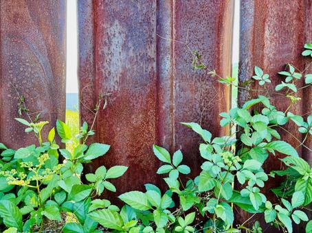 錆びた鉄板の塀と鮮やかなグリーン植物 錆びた鉄板の塀と鮮やかなグリーン植物 フェンス,平,仕切りの写真素材