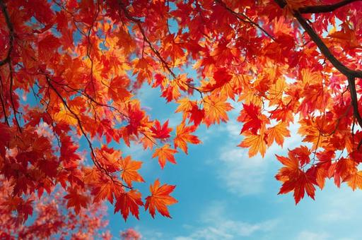 紅葉したもみじと空の写真