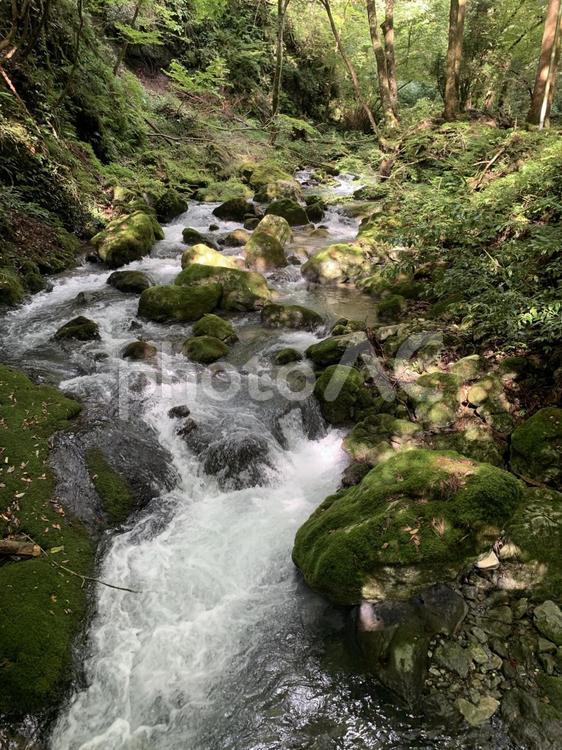 山の中を流れる川3 川,清流,源流の写真素材