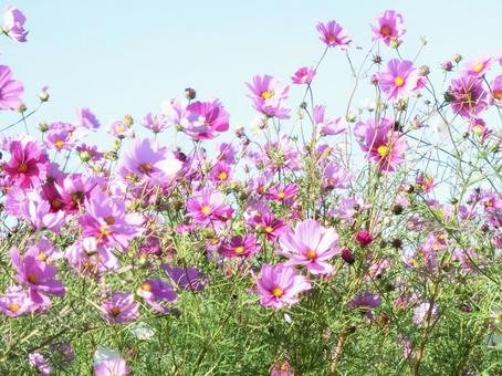 満開に咲き乱れるコスモス コスモス,秋桜,花の写真素材