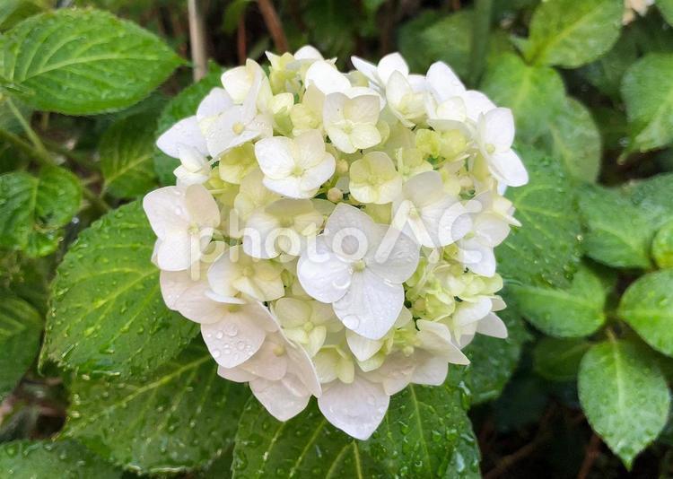 白のあじさい　6月 あじさい,花,フラワーの写真素材