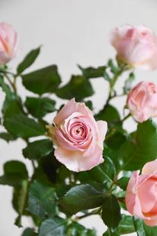 ピンクのばら ピンク,薔薇,フラワーの写真素材