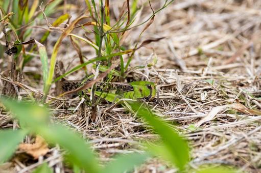 トノサマバッタ⑺の写真
