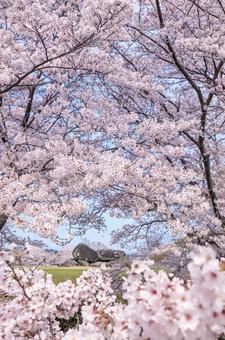 奈良県明日香村 石舞台古墳 満開の桜 奈良県明日香村 石舞台古墳 満開の桜 奈良県,桜,明日香村の写真素材