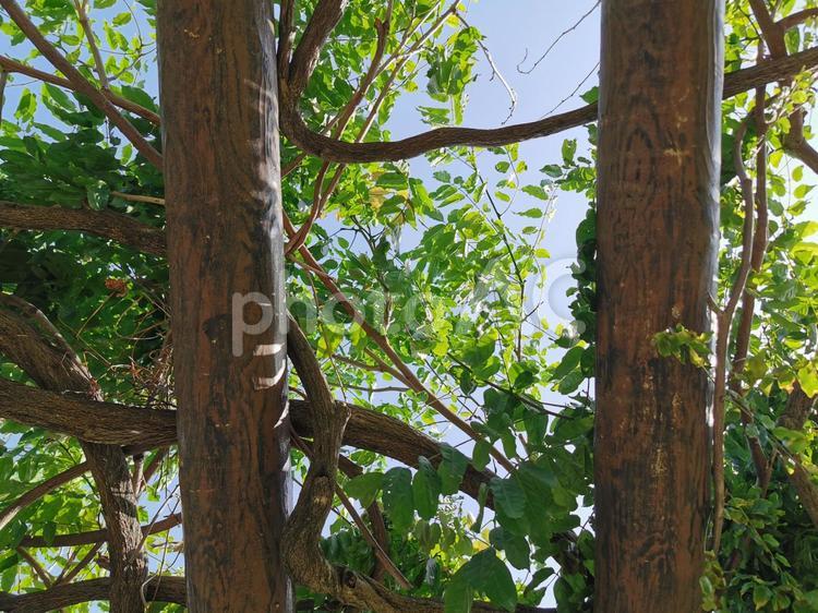公園の砂場、緑の屋根越しの空 公園,グリーン,空の写真素材
