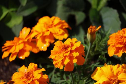 オレンジ色の花びらのマリーゴールドの花壇 オレンジ色の花びらのマリーゴールドの花壇の写真