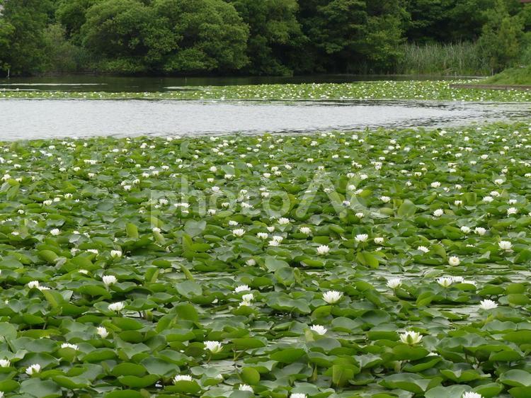 無数の白花睡蓮が咲き乱れる公園 スイレン,白花,群生の写真素材