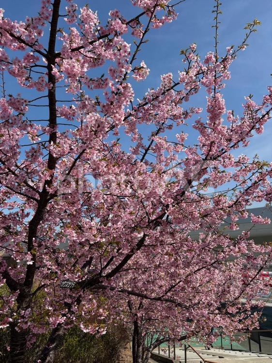 河津桜　春の訪れ 河津桜,成田空港,青空の写真素材