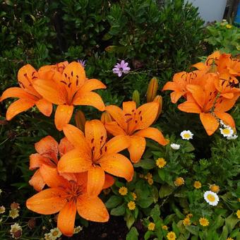 オレンジ色の百合が満開の季節 百合,百合の花,花の写真素材