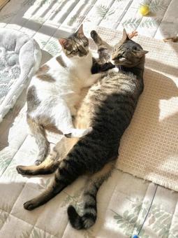 仲良く日向ぼっこをする猫ちゃん 猫,家猫,保護猫の写真素材