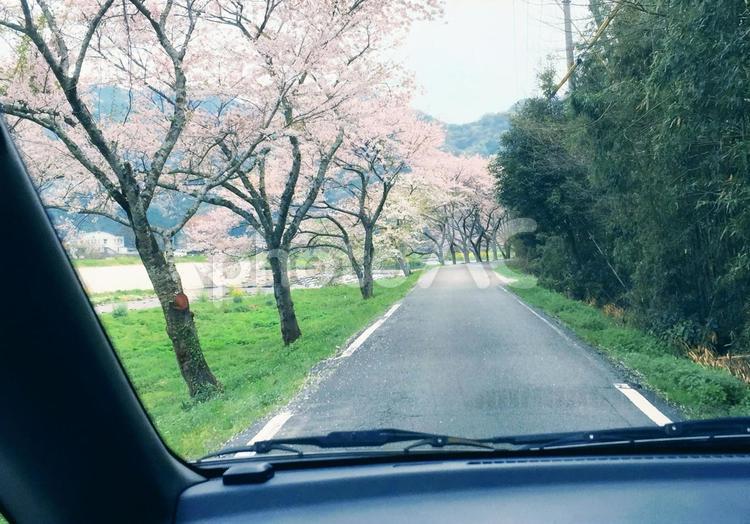 桜並木をドライブ ドライブ,桜,花の写真素材