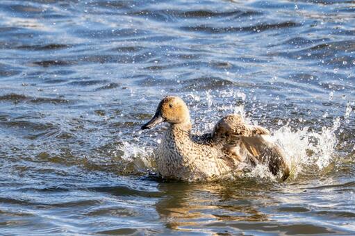 オナガガモの水浴び⑸ 鳥,カモ,オナガガモの写真素材