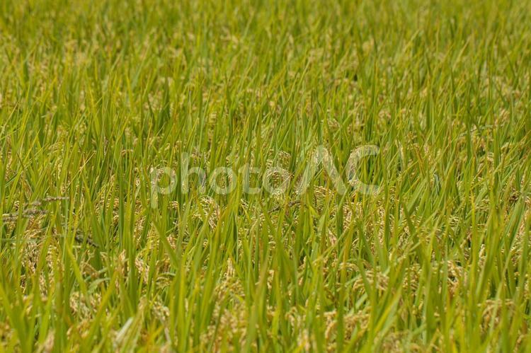 秋の実りの稲穂 新米,日本米,干し草の写真素材