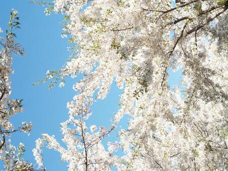 桜 桜の写真