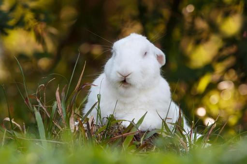 ペットのうさぎ うさぎ,ペット,干支の写真素材
