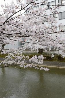 福島江桜まつり2014年23 福島江桜まつり2014年23 福島江桜祭り,福島江,用水路の写真素材