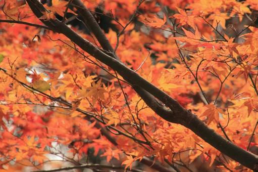 Photo, autumn leaves, maple, momiji, 
