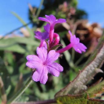 バーベナ バーベナ,花,花びらの写真素材