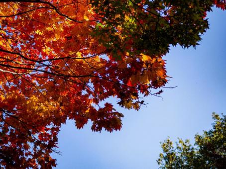 紅葉したもみじと青空の写真