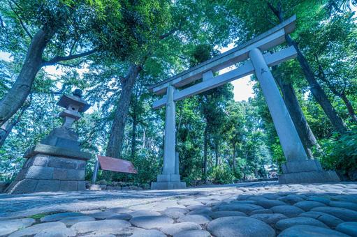 [Yoyogi Hachimangu] Torii of a shrine standing in early summer, a shrine, visiting, worship, JPG