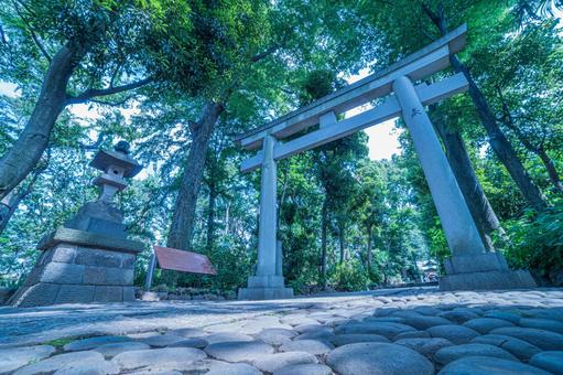 [Yoyogi Hachimangu] Torii ของศาลเจ้าที่ตั้งตระหง่านในช่วงต้นฤดูร้อน, ศาลเจ้าชินโต, นมัสการ, นมัสการ, JPG