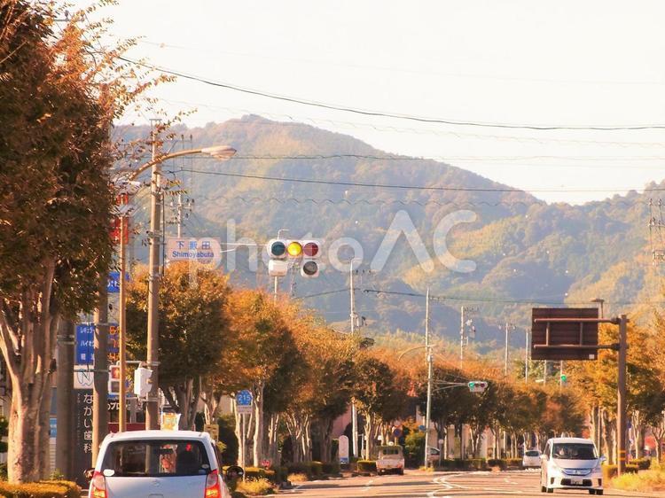 街路樹　 街路樹,並木,並木道の写真素材