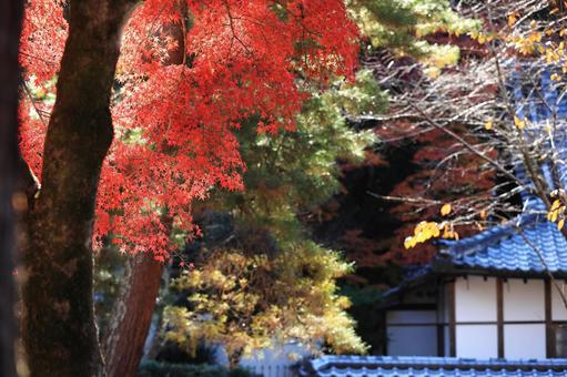 南禅寺の秋 紅葉,秋,もみじの写真素材