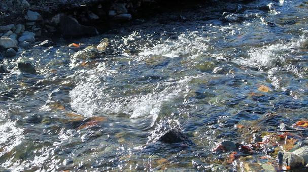 秋の日差しを受けて輝く河口湖に流れる清流の写真