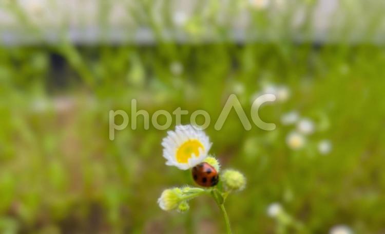 てんとうむしとお花 てんとうむし,てんとう虫,花の写真素材