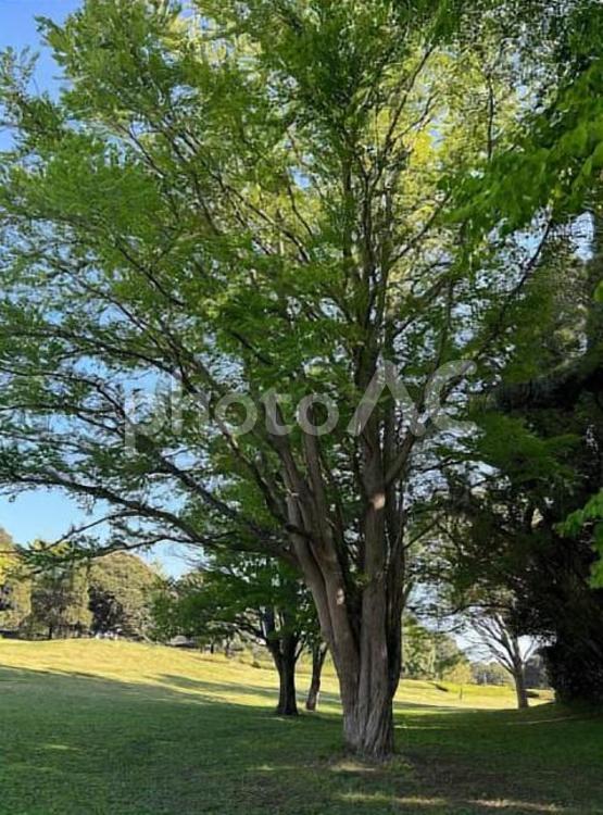 夏の青い空と木陰 木,空,風景の写真素材