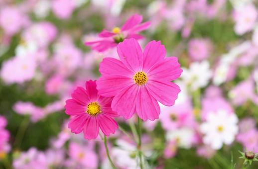 コスモス畑の写真