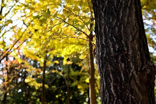 黄色に染まる早朝の気持ちのいい公園 紅葉,気持ちいい,黄色の写真素材