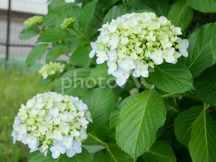 あじさい　しろ 白,花,フラワーの写真素材