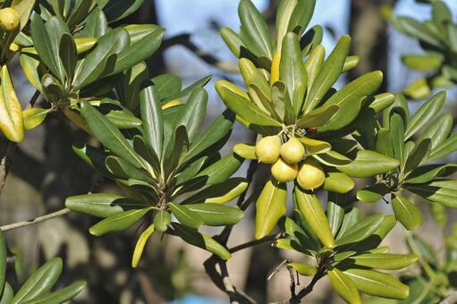 トベラの実 トベラ,実,黄色の写真素材