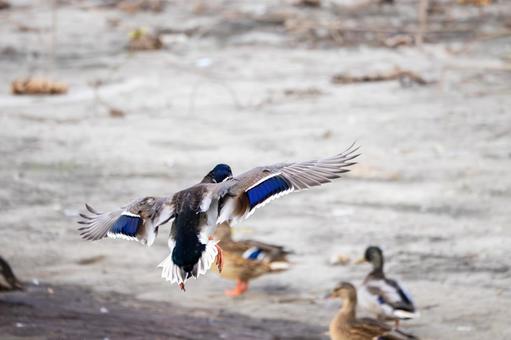 マガモ⒄ 鳥,マガモ,カモの写真素材