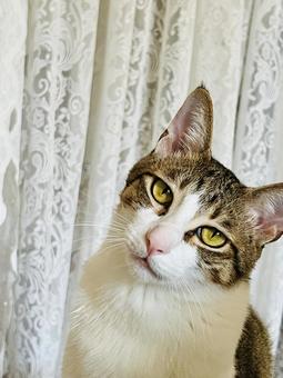 鋭い眼差しの猫 鋭い眼差しの猫の写真