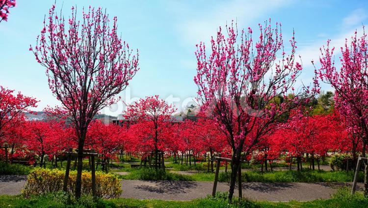 花桃 壁紙,背景,きれいの写真素材