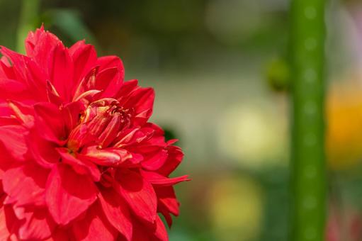 鮮やかな赤いダリア ダリア,花,赤の写真素材