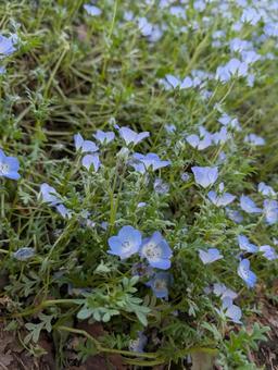Nemophila at Showa Memorial Park, JPG