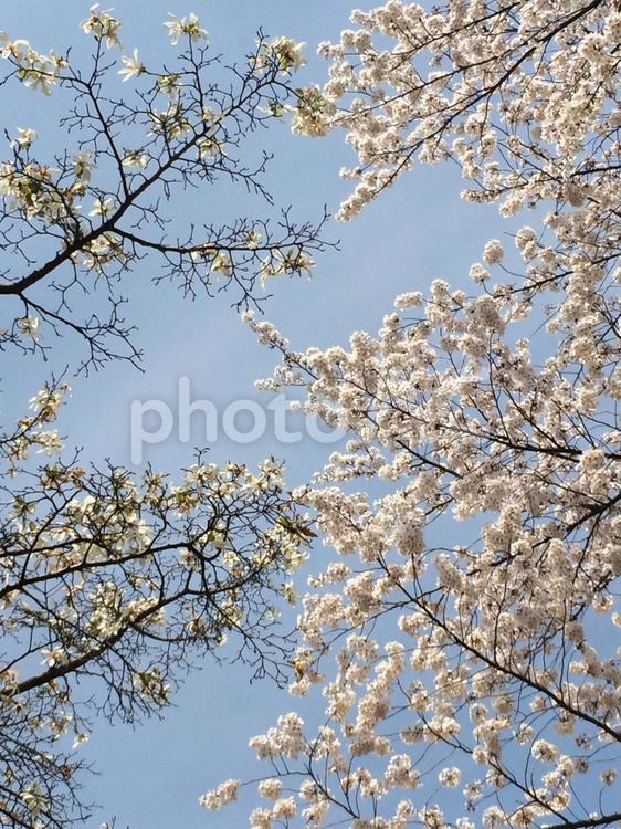 青空と桜2 ブランチ,木,季節の写真素材