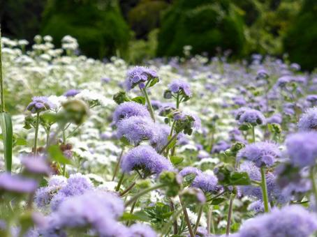 群生する白色と紫色のアゲラタム花壇 アゲラタム,花,植物の写真素材