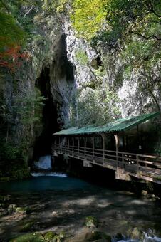 山口・美祢市 大鍾乳洞「秋芳洞」入口・秋 秋芳洞,洞窟,本洞の写真素材