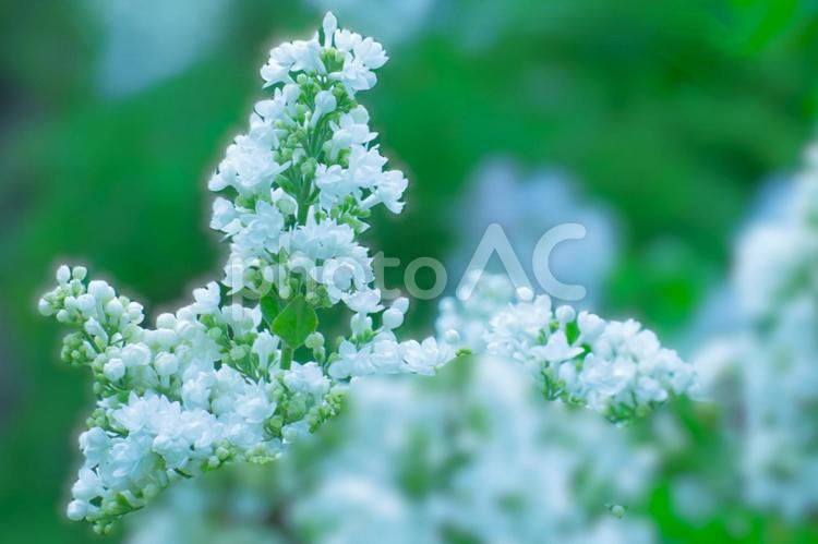 花模様ー季節の花 花模様,花,春の花の写真素材