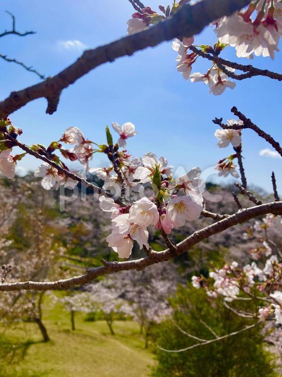 平草原の桜2025① 平草原,南紀白浜,2025年の写真素材