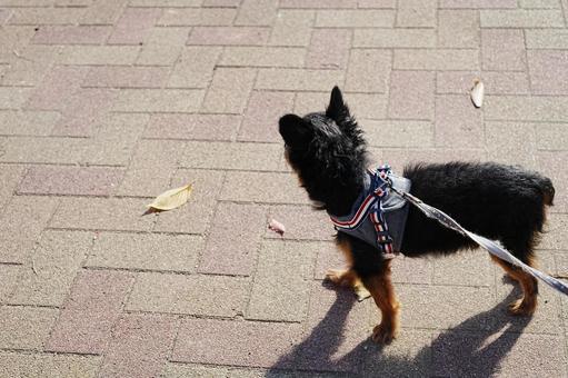 散歩中に見つめる小型犬 動物,黒,生き物の写真素材