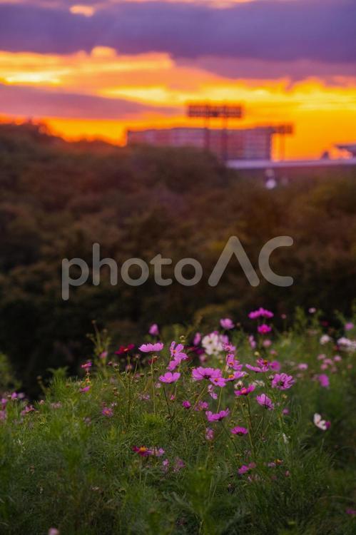 兵庫県　総合運動公園　コスモスと夕日 夕日,観光,景色の写真素材