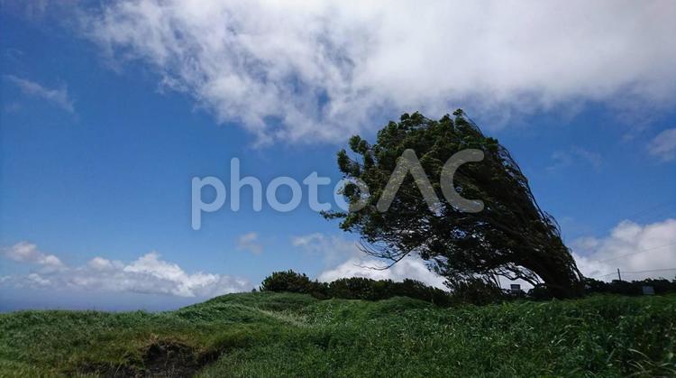 風になびく大木 ハワイ,ハワイ島,雲の写真素材