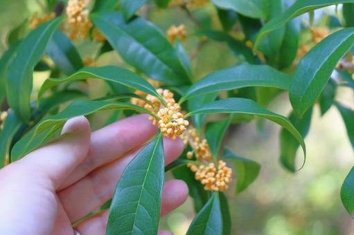 キンモクセイ　蕾　手 キンモクセイ,金木犀,蕾の写真素材