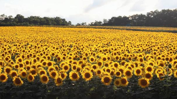 ひまわり５ ひまわり,向日葵,ひまわり畑の写真素材