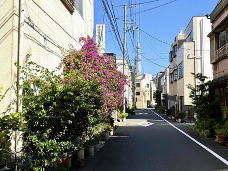 ブーゲンビリアがはみ出た道路 ブーゲンビリアがはみ出た道路 ブーゲンビリア,テリハイカダカズラ,植物の写真素材